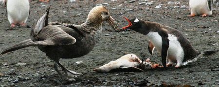 Riesensturmvogel geht proprietär vor
