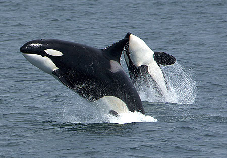 orcas